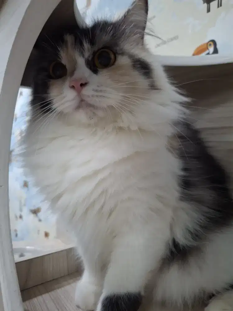 Kucing Flatnose calico betina