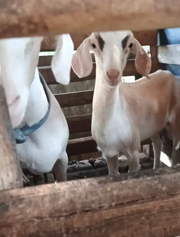 Kambing Lokal indukan bawa anak sepasang