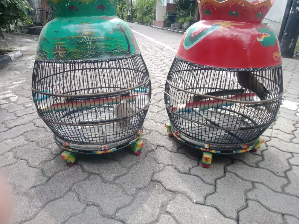 Jual burung puter ples sangkar