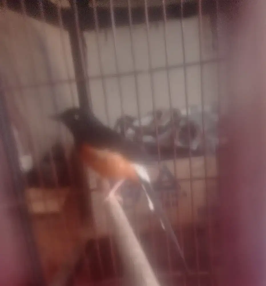 Murai dewasa 2 x ngurak