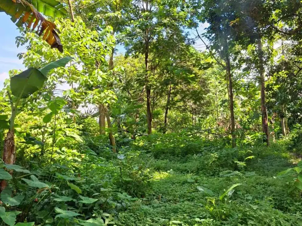 jual tanah dekat summarecon bogor