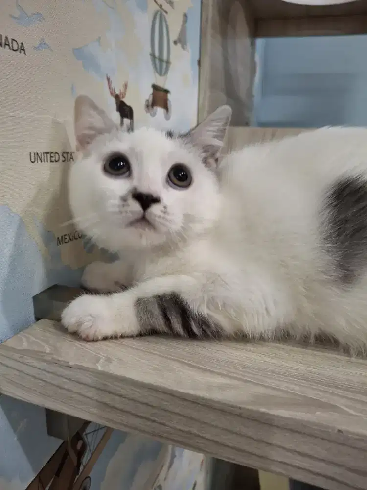 Kucing munchkin NS jantan