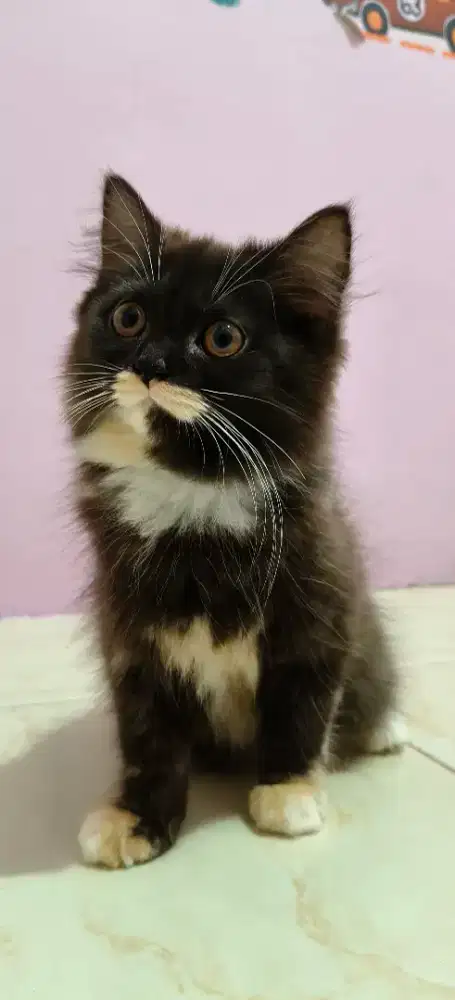 Kitten Persia long hair