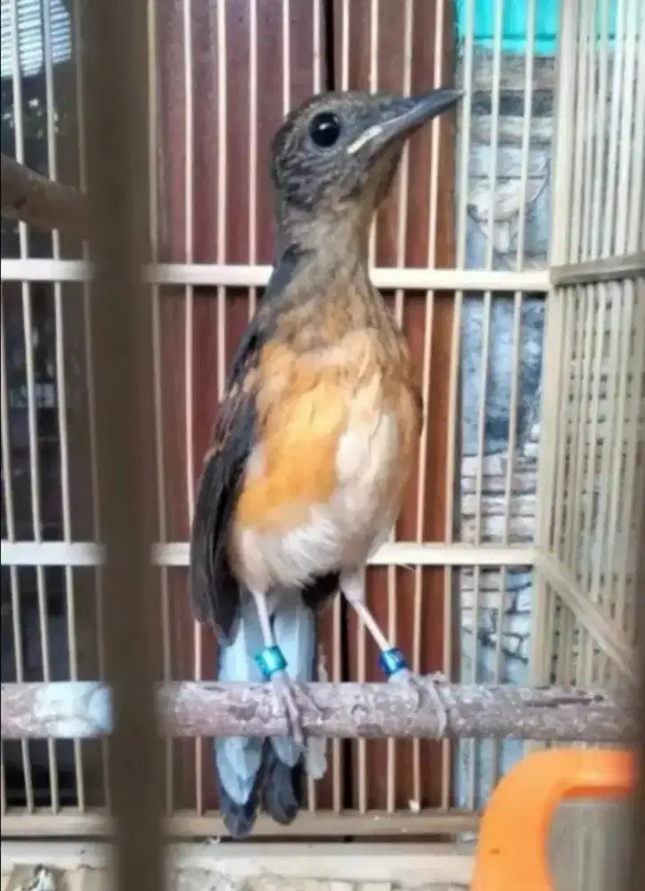 Murai Batu Medan Bahorok Trah Blorok Panda Badan Gede Super Prospekan