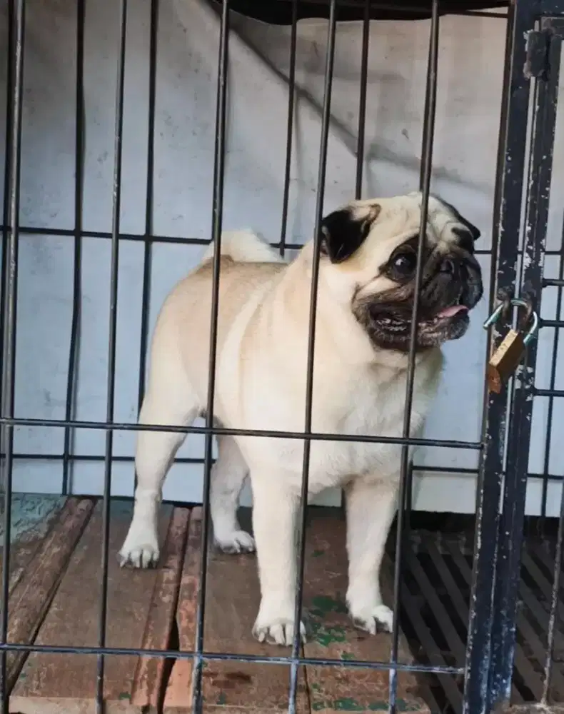 Anjing pug jantan 2,5 th stambum