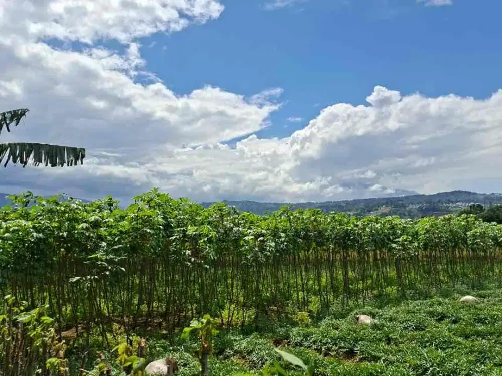 tanah darat desa nagrak sukaraja