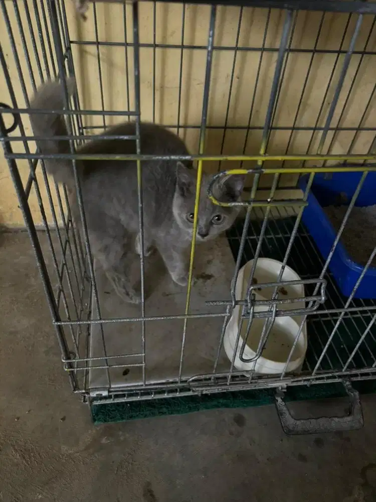 Kitten British Shorthair Sepasang