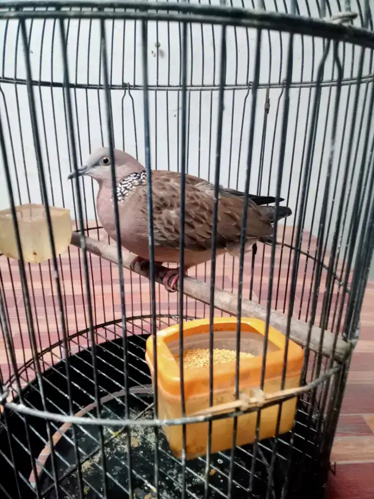 Tekukur jantan bunyi