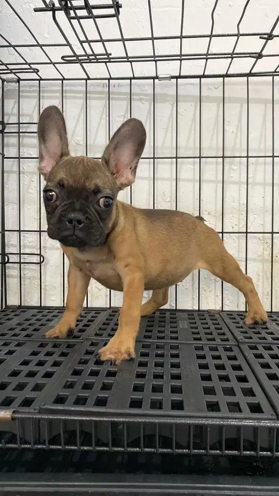 French bulldog betina stambum vaksin