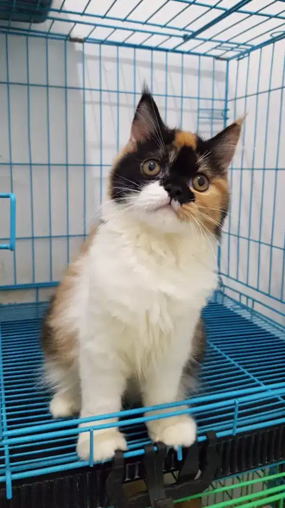 open adopt kitten persia mix mainecoon