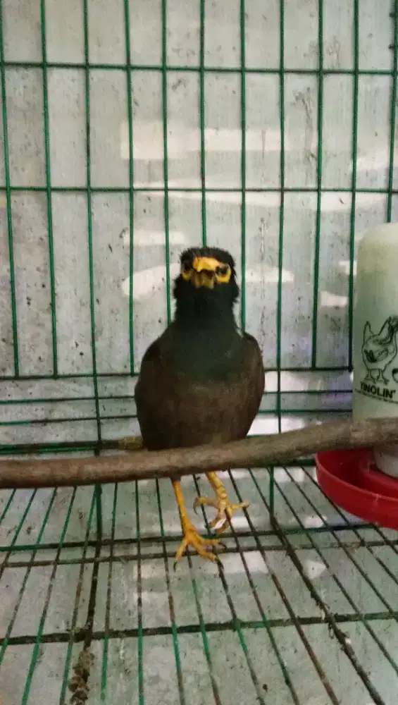 jalak nias gacor isian.