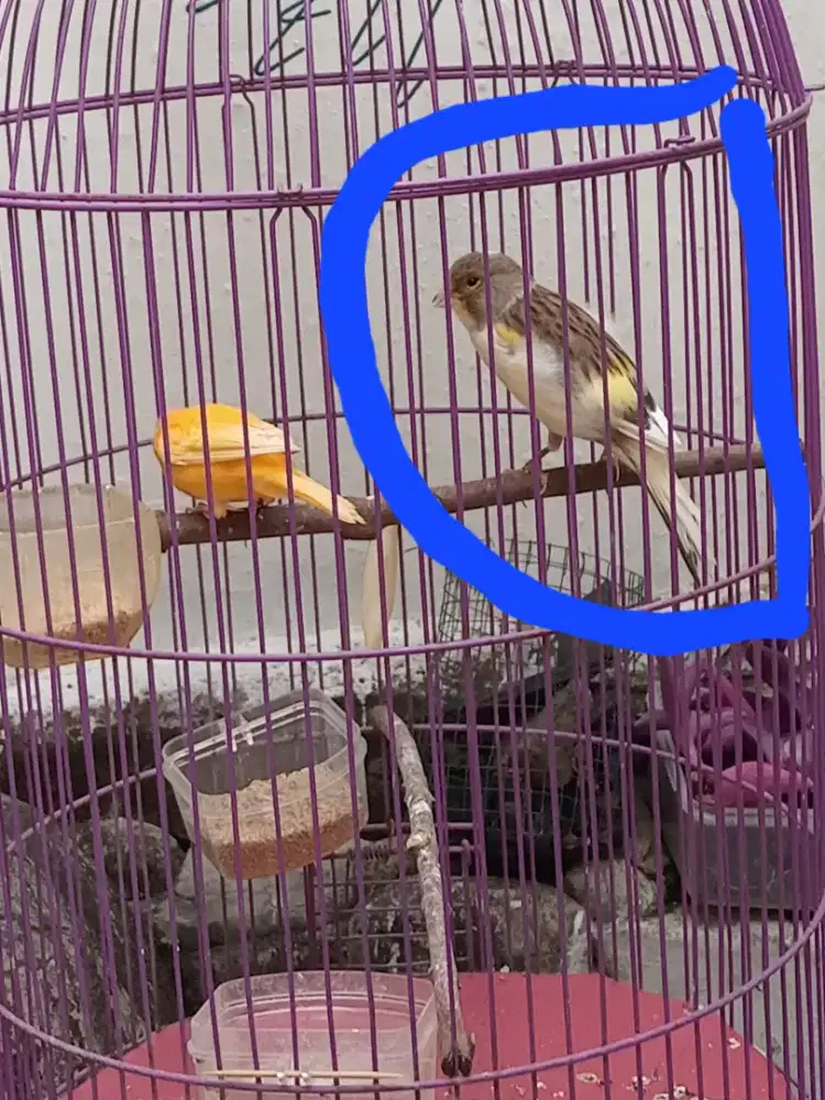 Burung kenari Bon betina