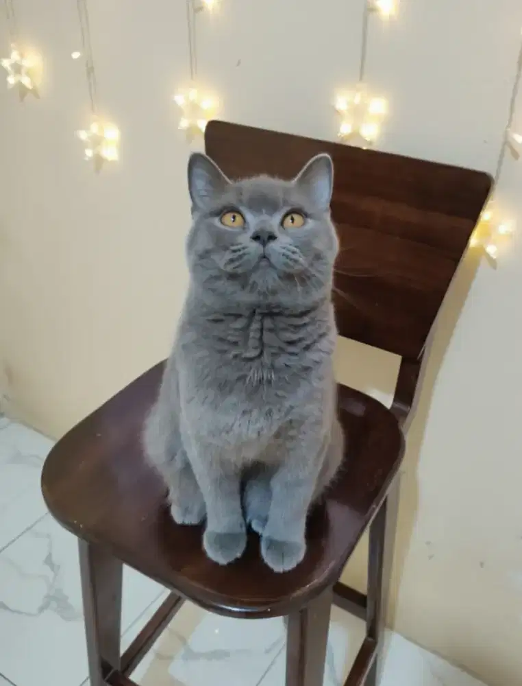 BSH Blue Betina Good Quality Parent Import Rusia.Foto Parent Terlampir