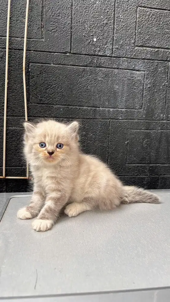 Jual Kucing Persia Murah