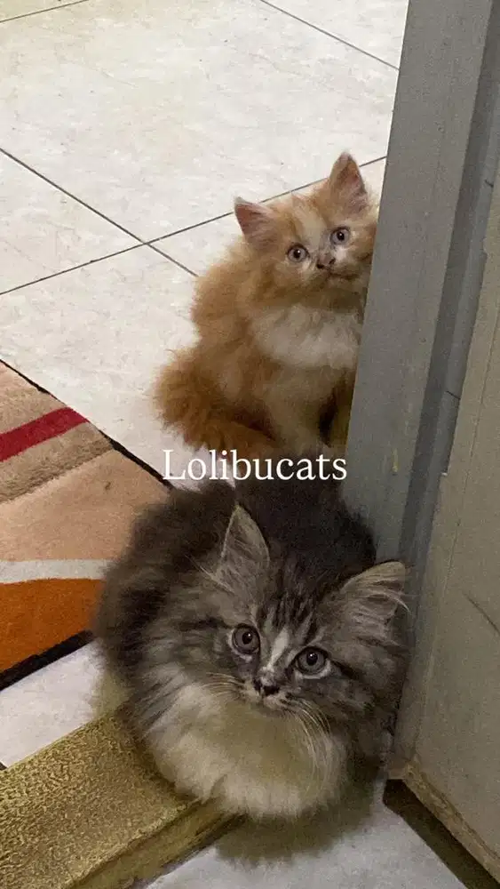 Lepas adopt kucing persia medium