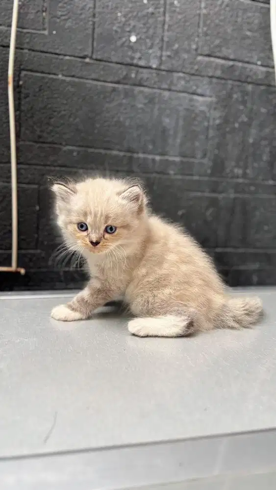 Jual Anakan Persia Murah