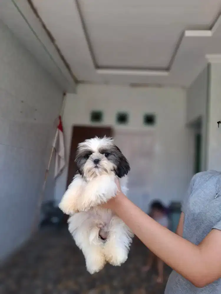 Shihtzu male 3bulanan