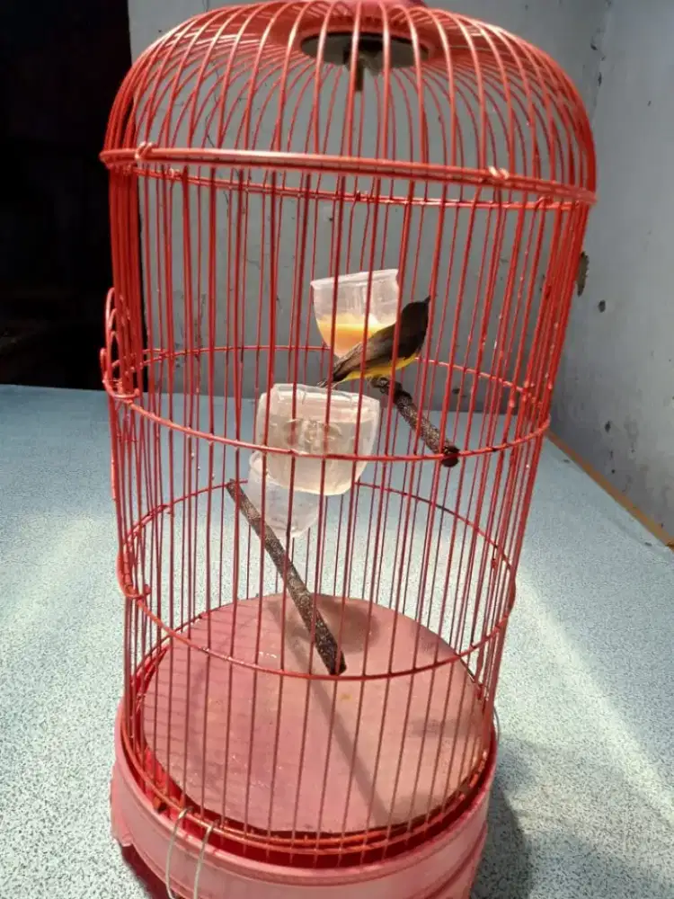 Burung penghiap madu