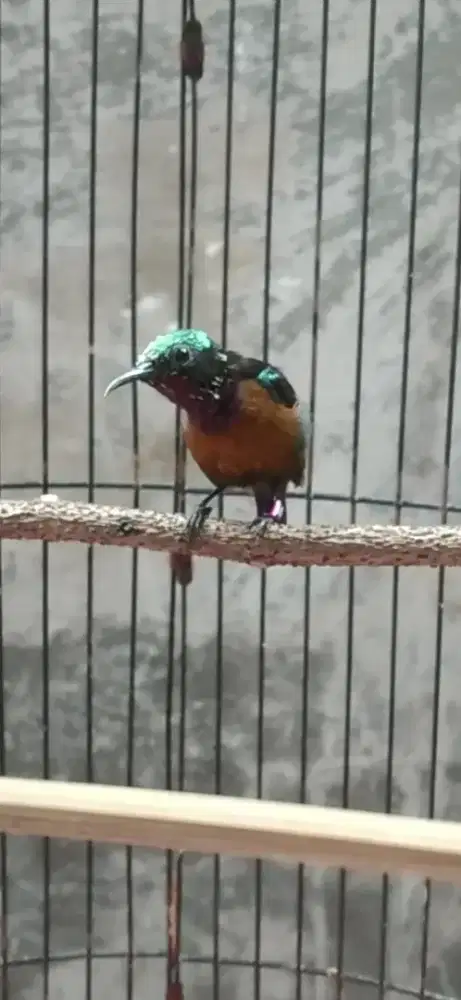 Burung kolibri ninja