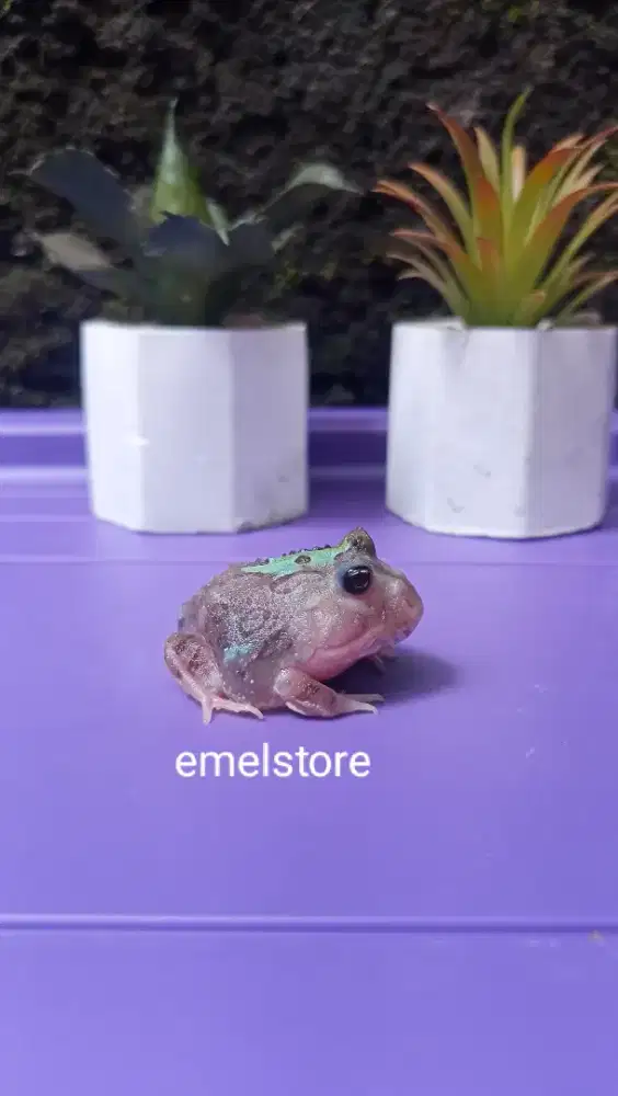 Pacman frog mutant black eyes