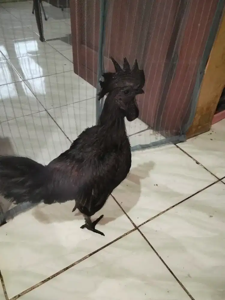 Ayam cemani lidah hitam
