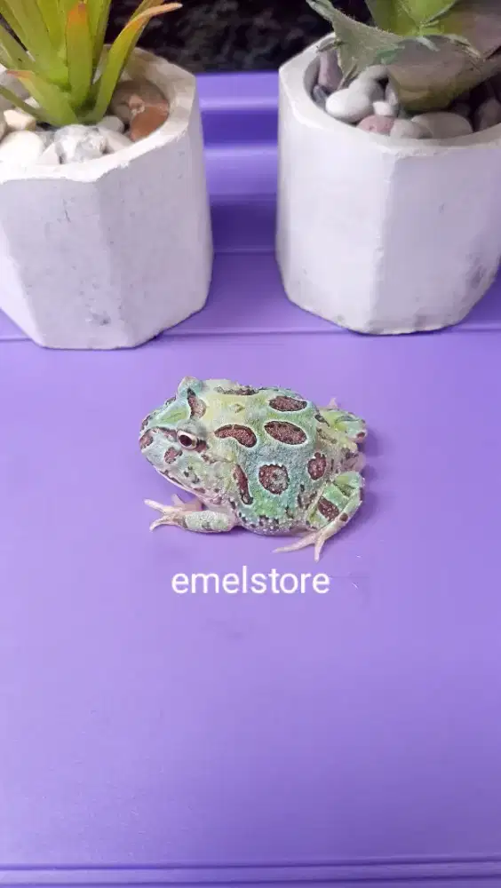 Pacman frog mutant Phantom