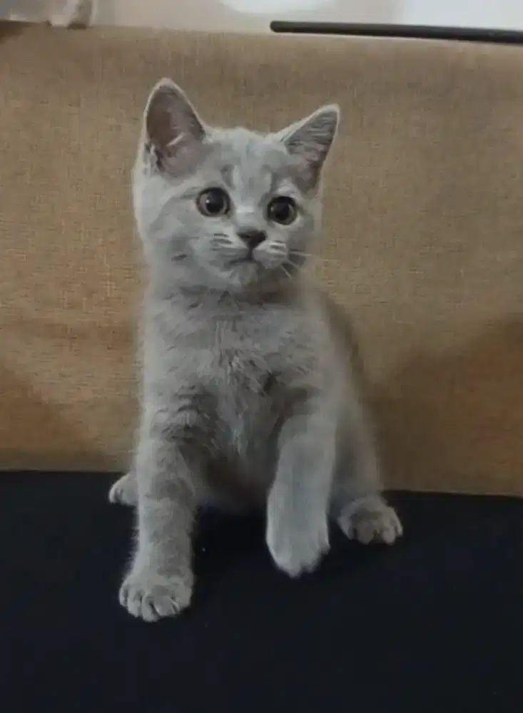 British Shorthair