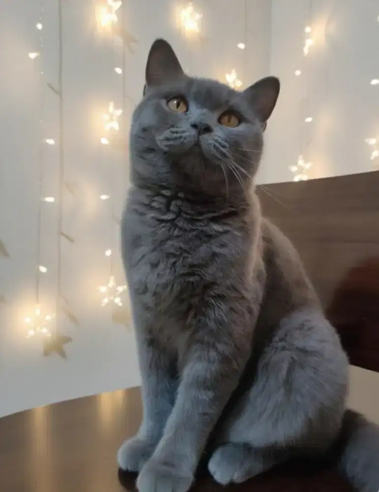 BSH Blue Solid Female Good Quality (Parent Jelas Import Rusia)