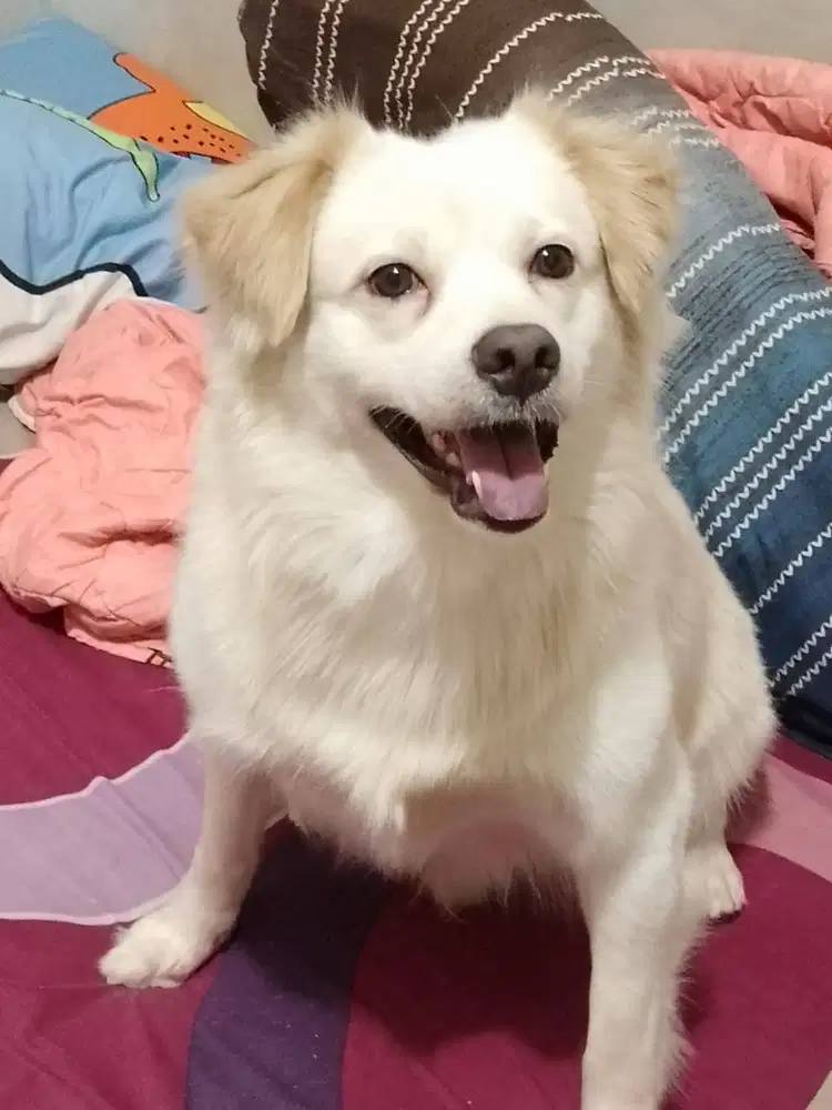 DICARI ASUH ANJING DAN BEBERES RUMAH