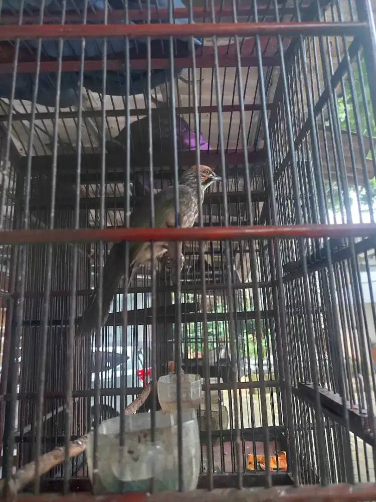 Burung cucak Rowo