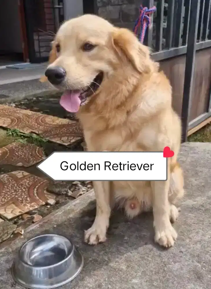Golden retriever