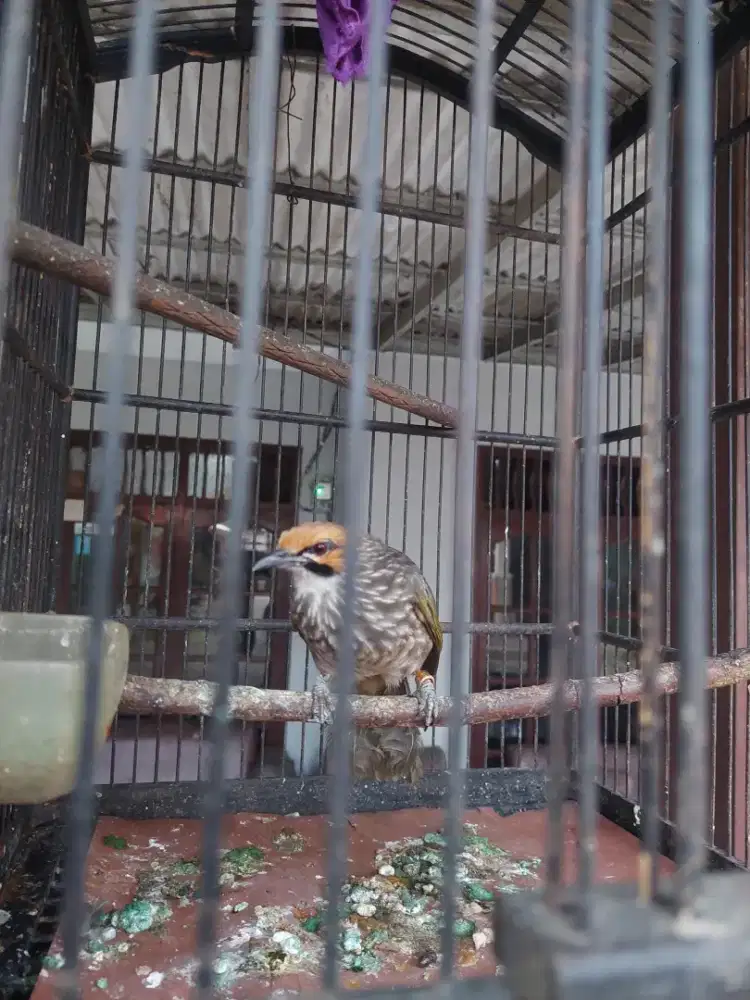 Burung cucak Rowo