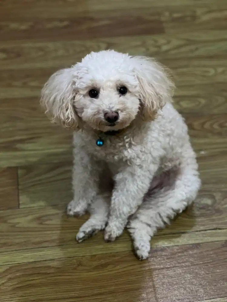 Open adopt anjing podle apricot