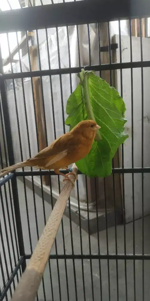 Burung kenari betina jebolan