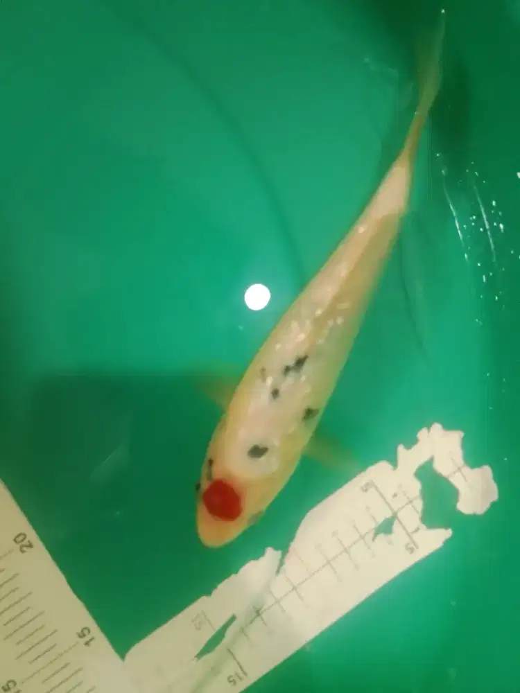 Ikan koi jenis Tancho Sanke Ginrin 28cm HQ