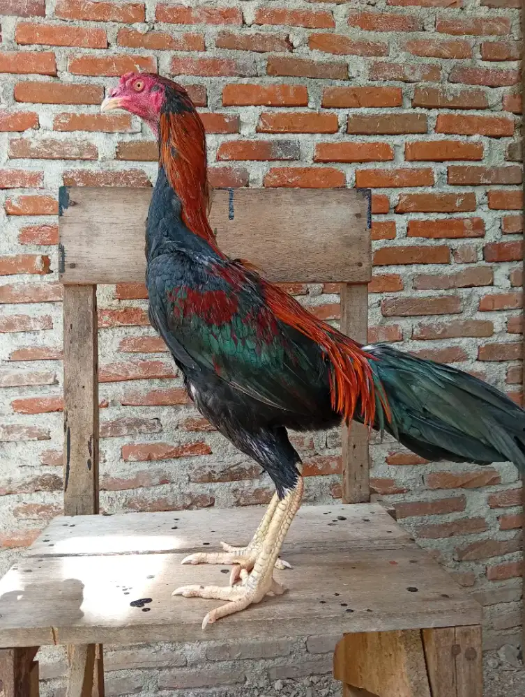 Ayam bangkok jantan