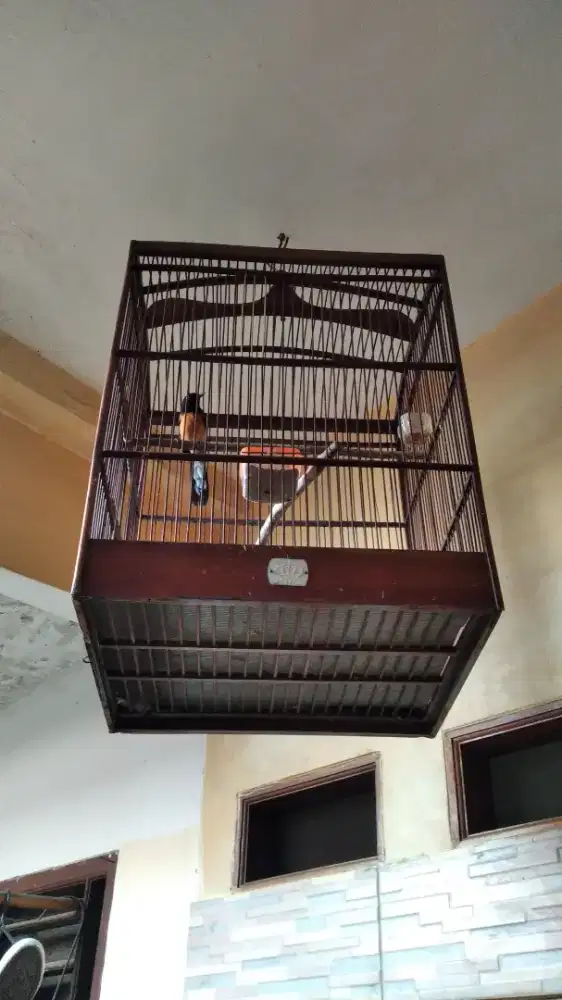 Burung murai betina dewasa