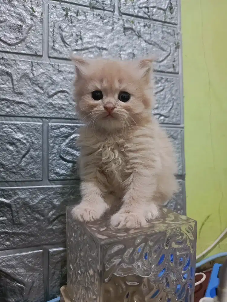 Kitten Persia x British Long Hair