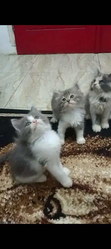KITTEN PERSIA LONGHAIR