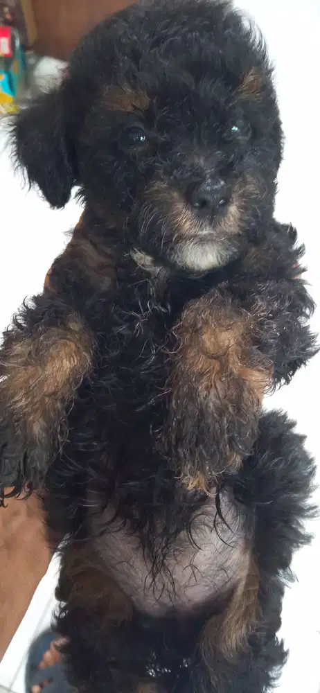 Puppy poodle betina stambum