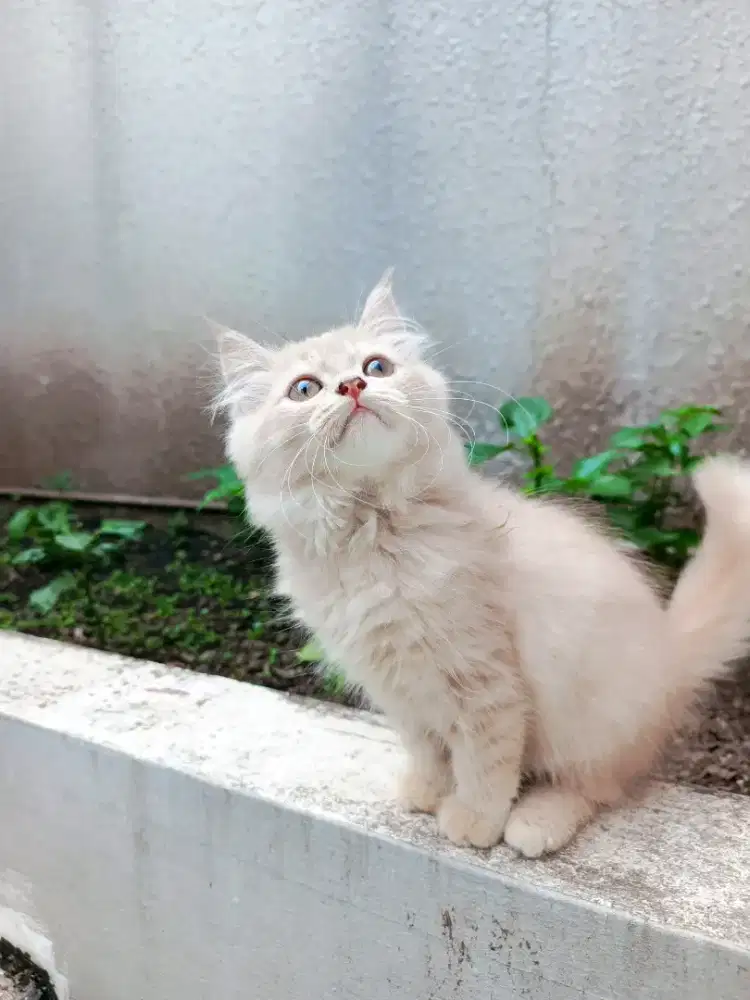 Kucing Kitten Persia