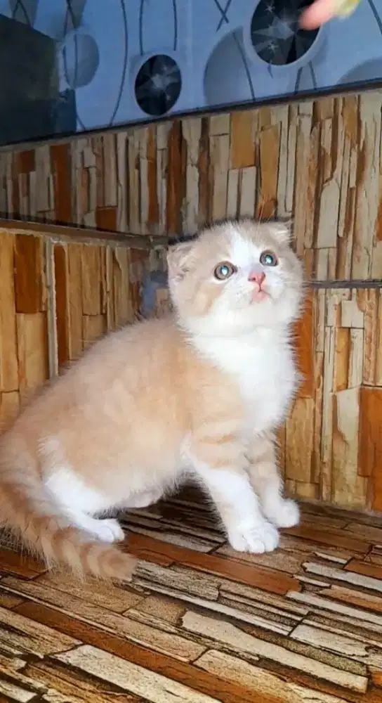 Kitten scottish fold