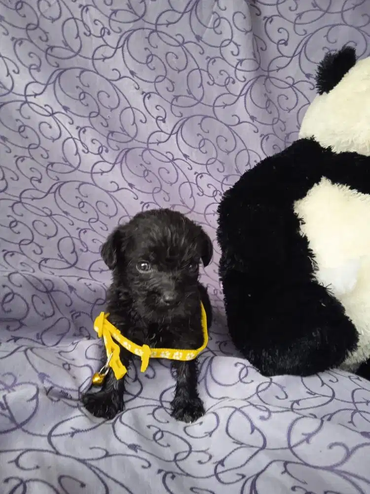 JUAL ANAK ANJING LABRADOR ASLI