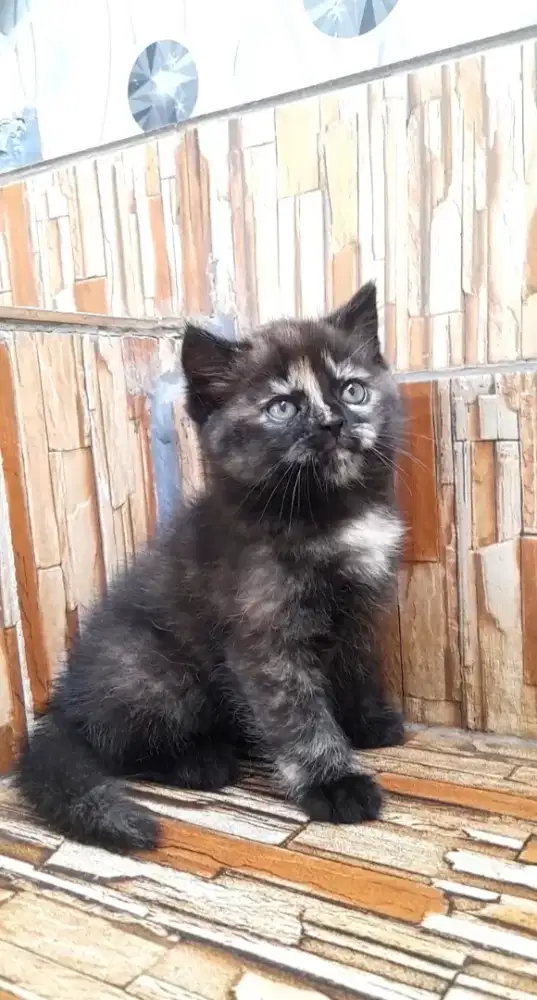 Kitten British shorthair