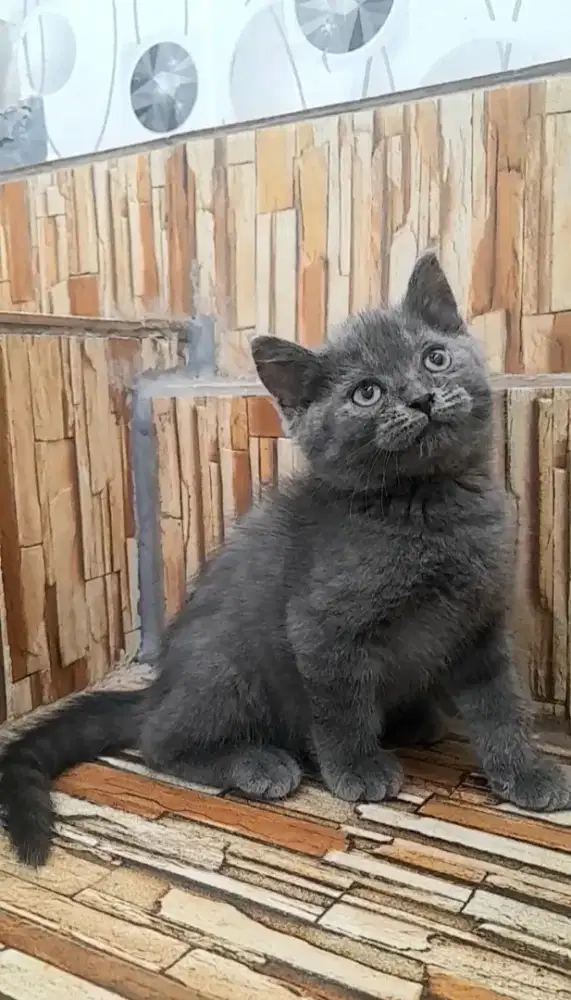 Kitten British shorthair
