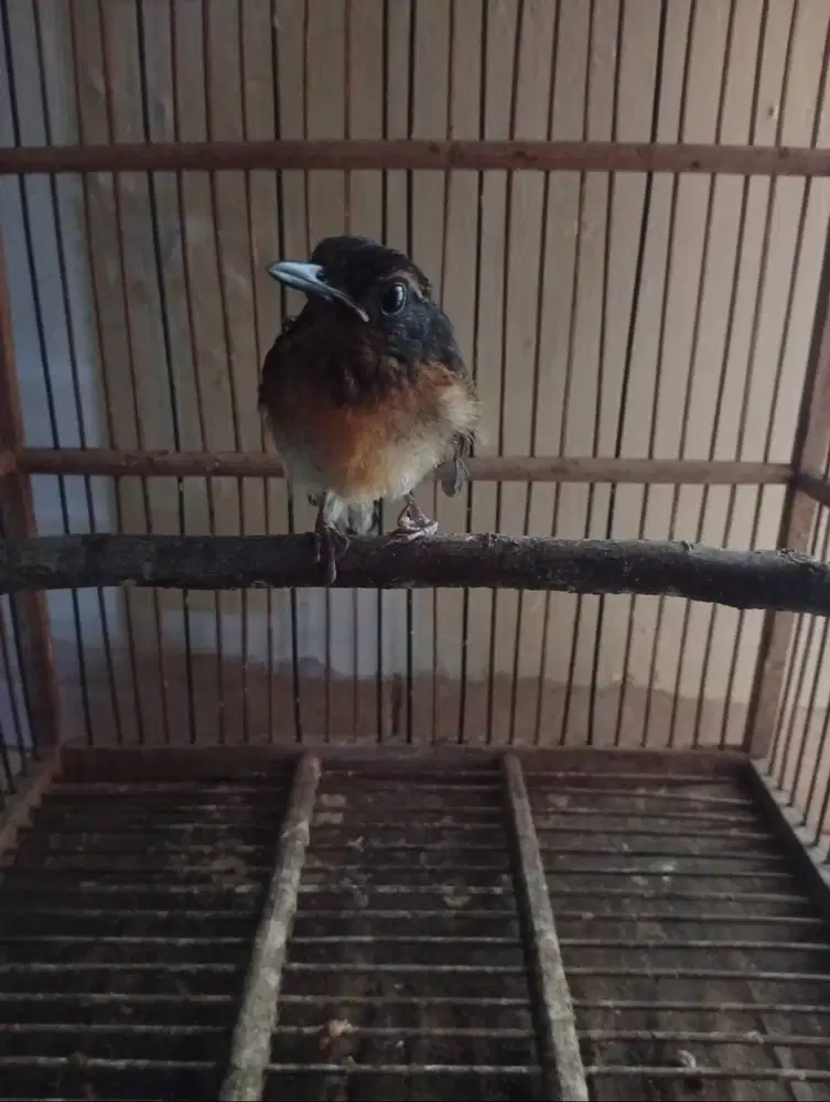 Trotol murai batu jantan