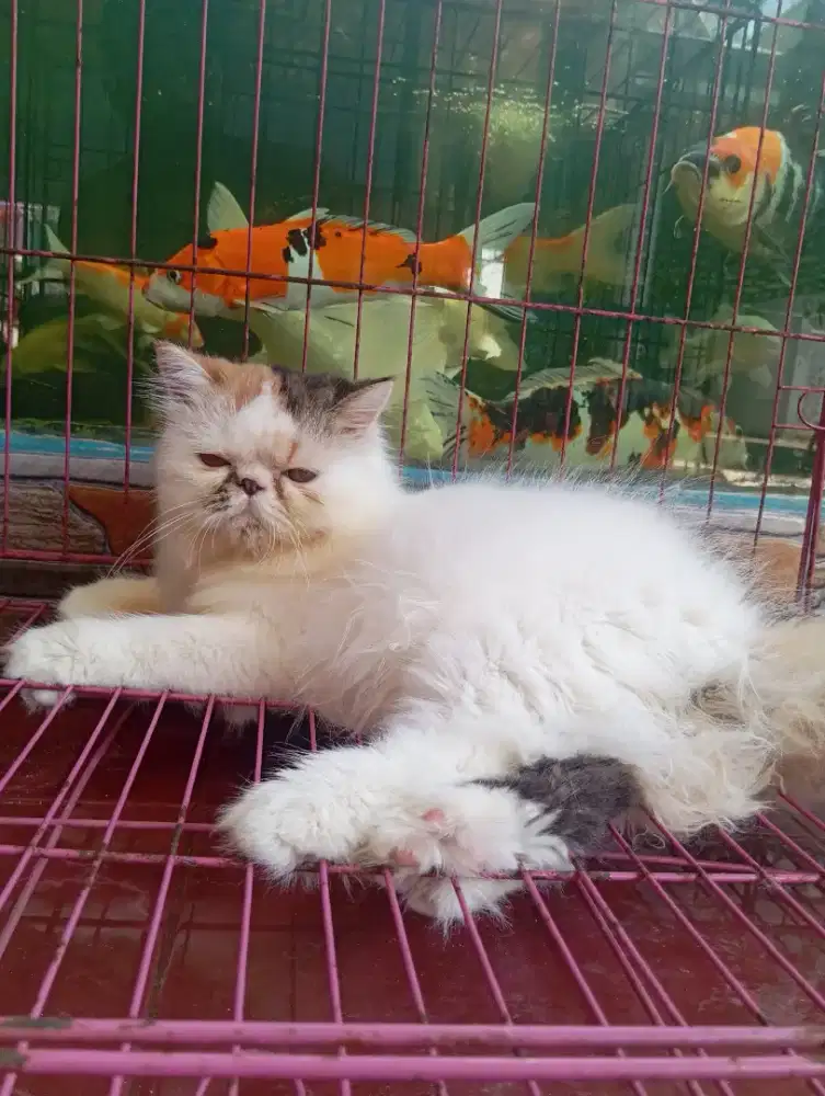 Kucing Peaknose Calico