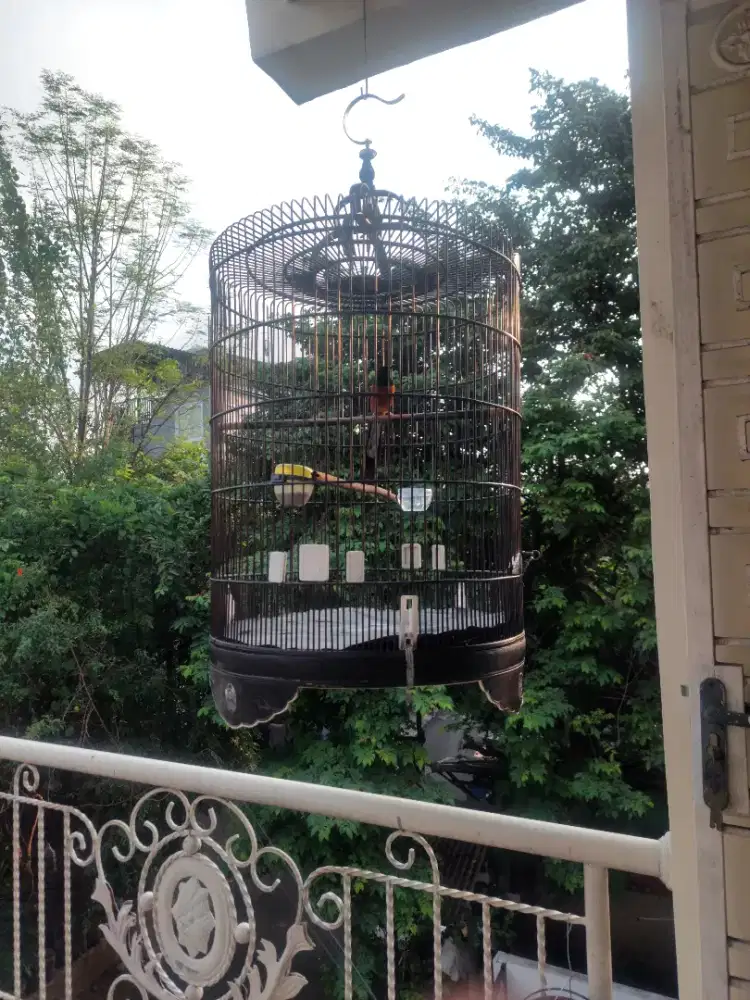 Jual borongan Murai batu dan masteran