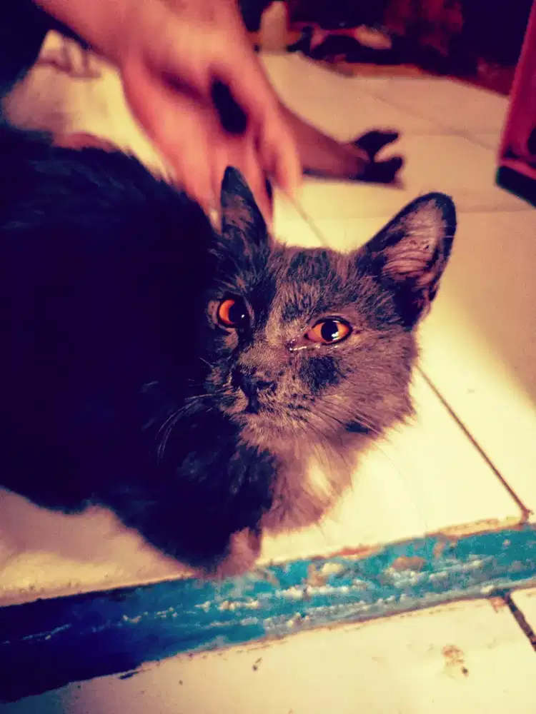 kucing munckhin bogel kecil