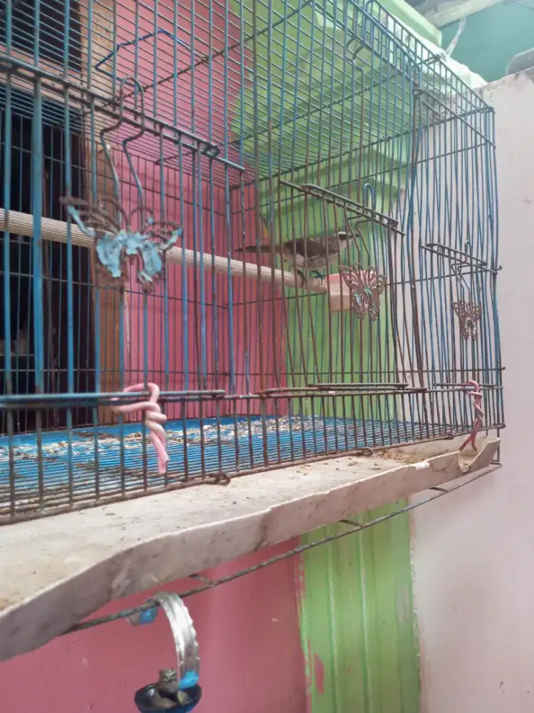 Burung Krucuk Jawa Timur